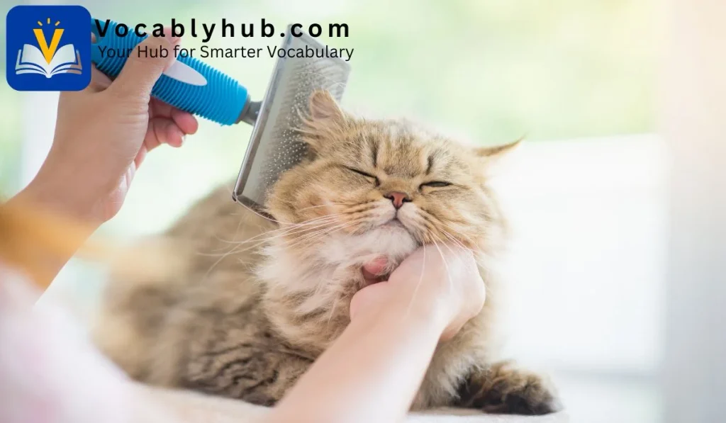 Brushing and cleaning an animal's fur or coat.