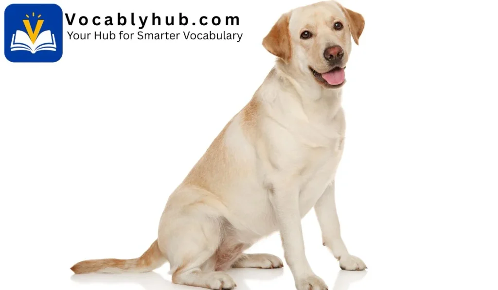 Using hand heat to comfort or revive cold skin or fur.