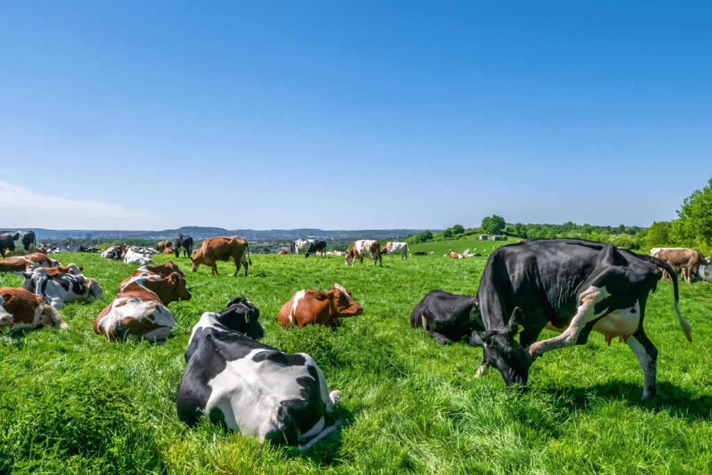 synonyms for grazing